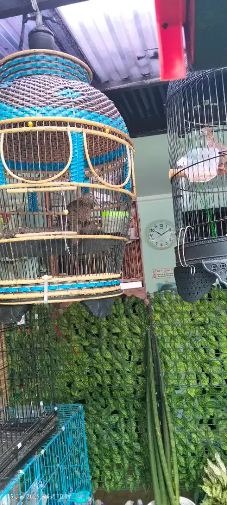 Pwrkutut Cemani Dan Bangkok