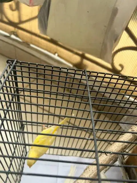 Kenari Kuning paud dan sehat
