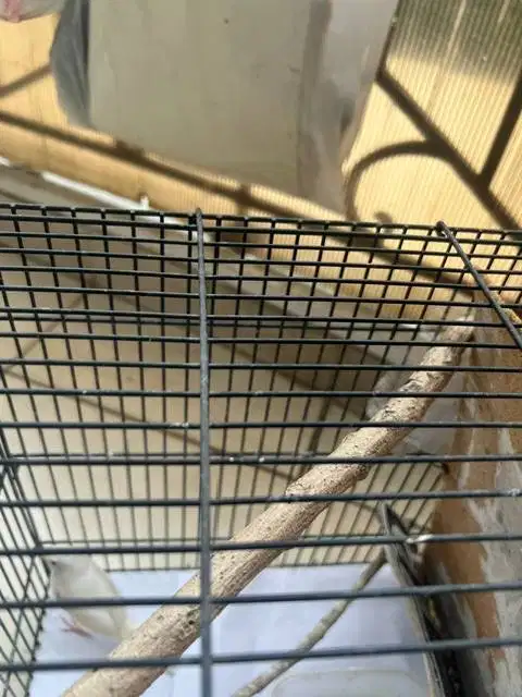 Kenari putih bersih paud sehat