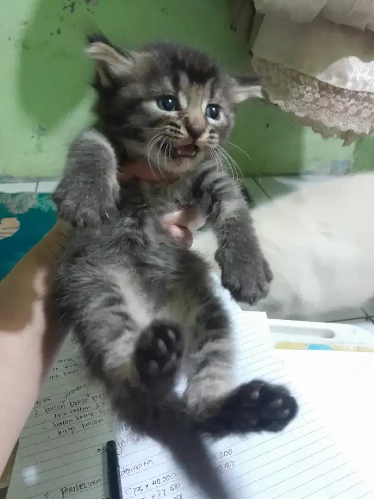 Kucung persia hitam betina