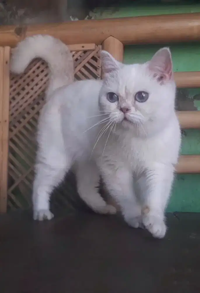 GANTI PAKAN BSH BRITISH SHORTHAIR SF SCOTTISH FOLD MUNCHKIN RAGDOLL