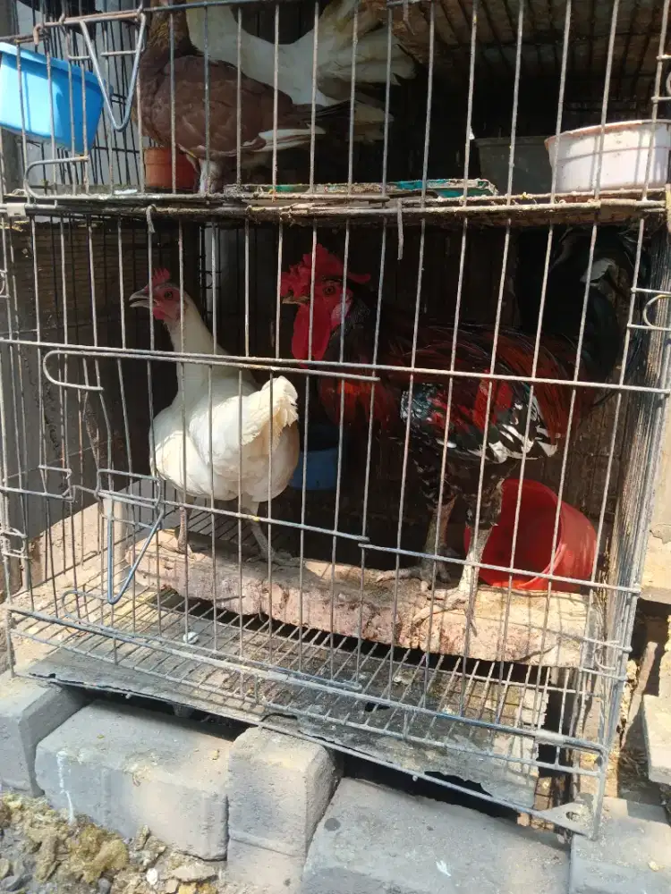 Ayam ketawa sepasang