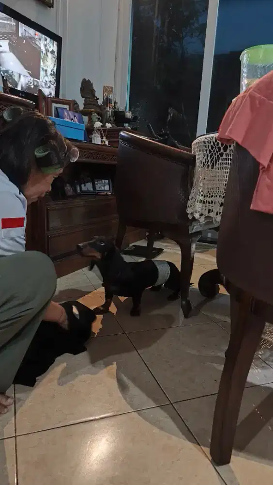 Jual anjing DOB Jantan