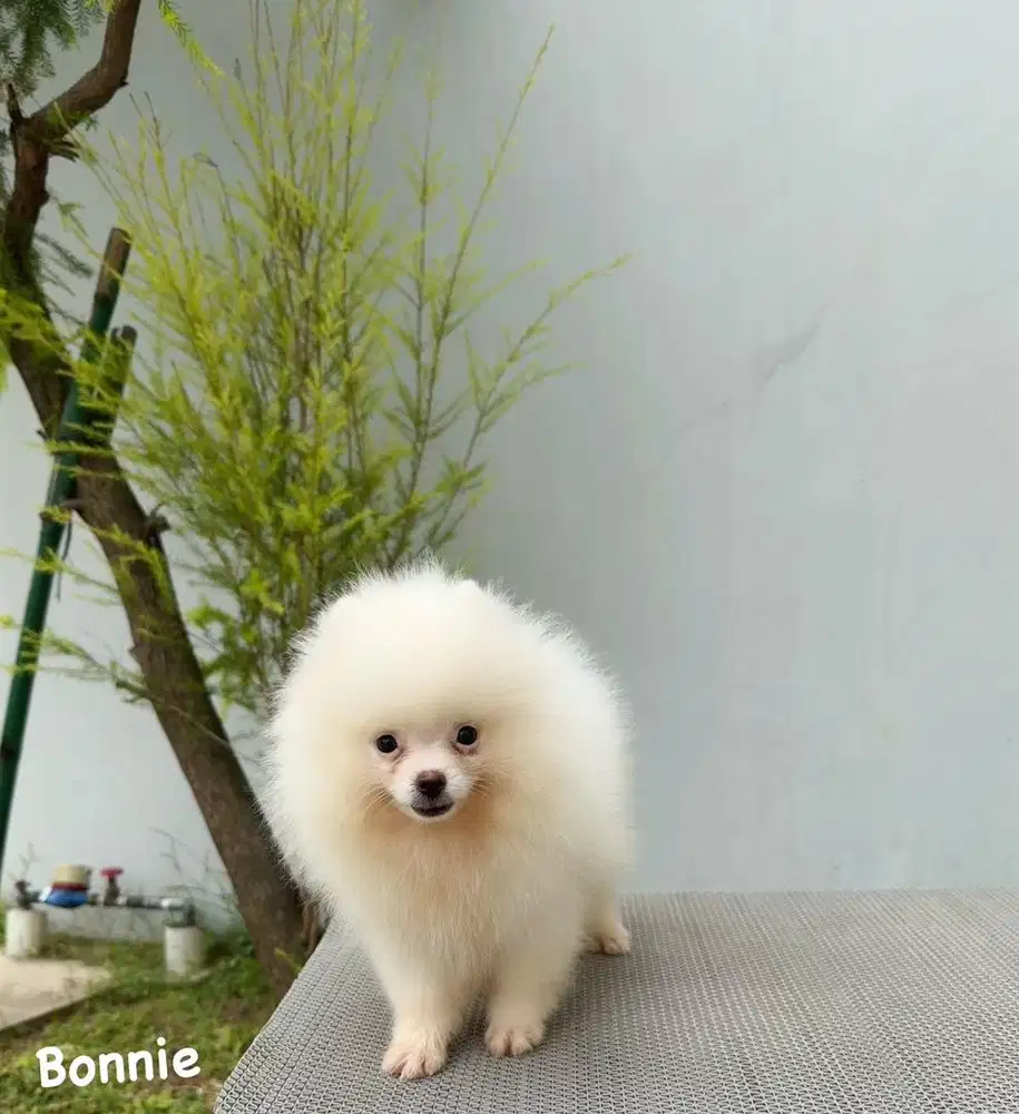MiniPom Putih glamour