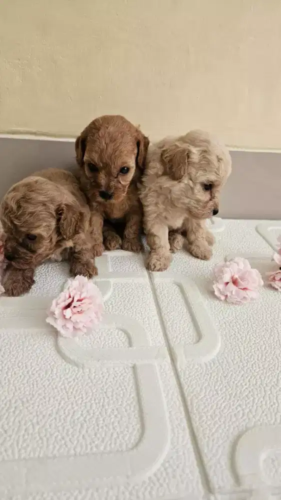 Cari Kennel Boy Girl Buat Kerja Di Bantul Urus Anabul