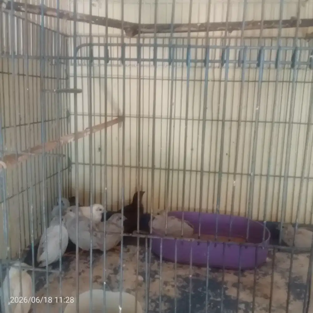 Anakan burung puyuh