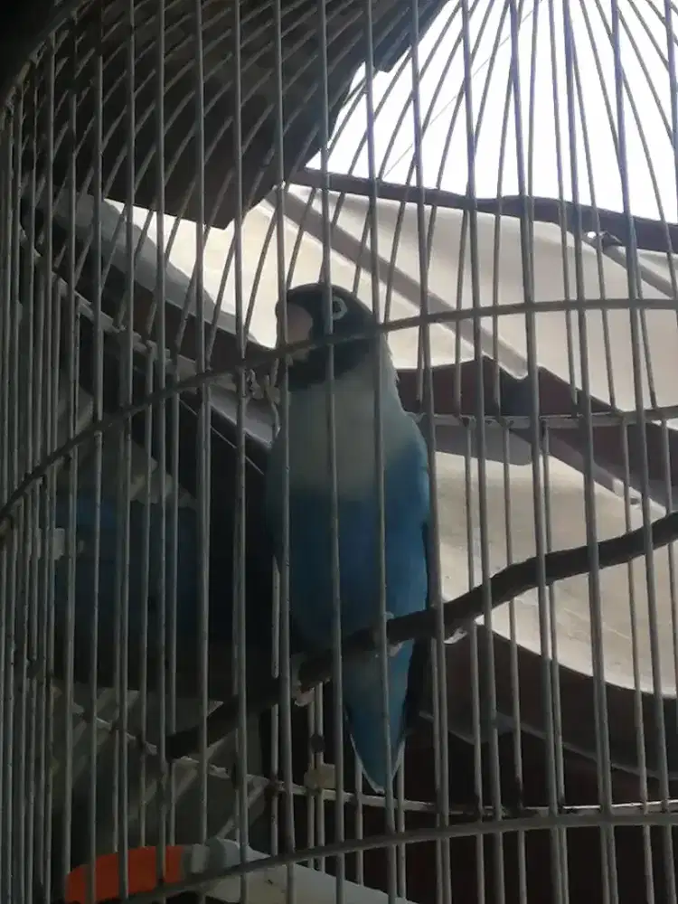 Burung love bird pastel biru