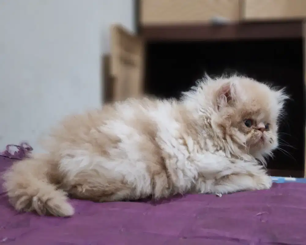 KITTEN PERSIA PEAKNOSE
