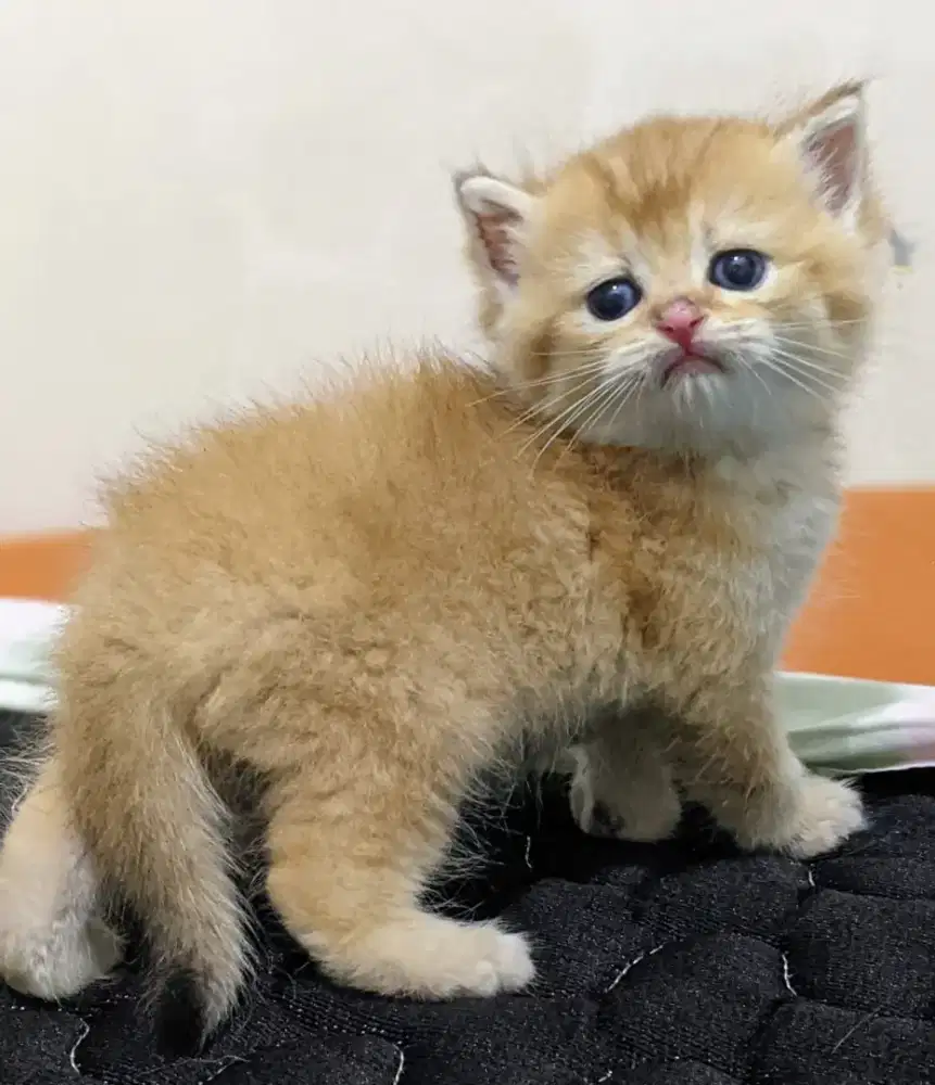 Kucing british shorthair golden ny 12 jantan kitten