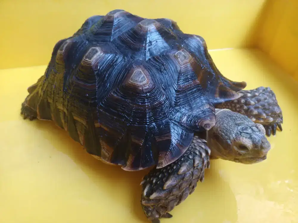 Kura kura sulcata jantan 30cm