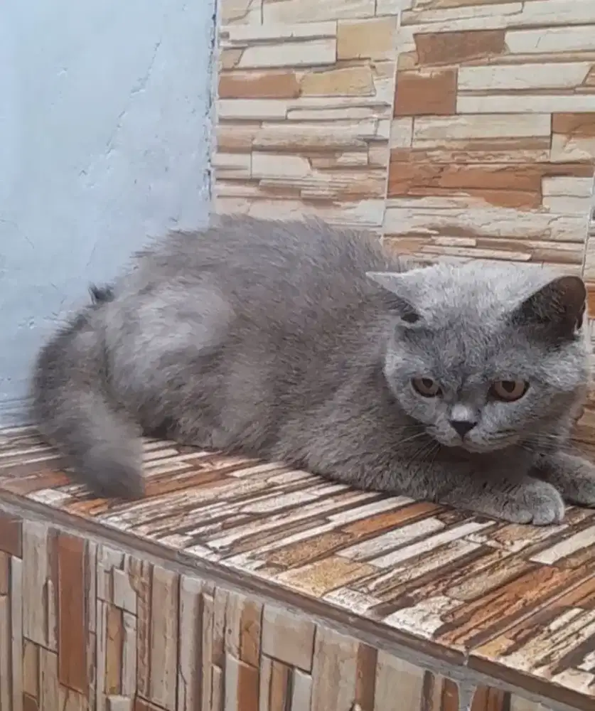 British shorthair betina