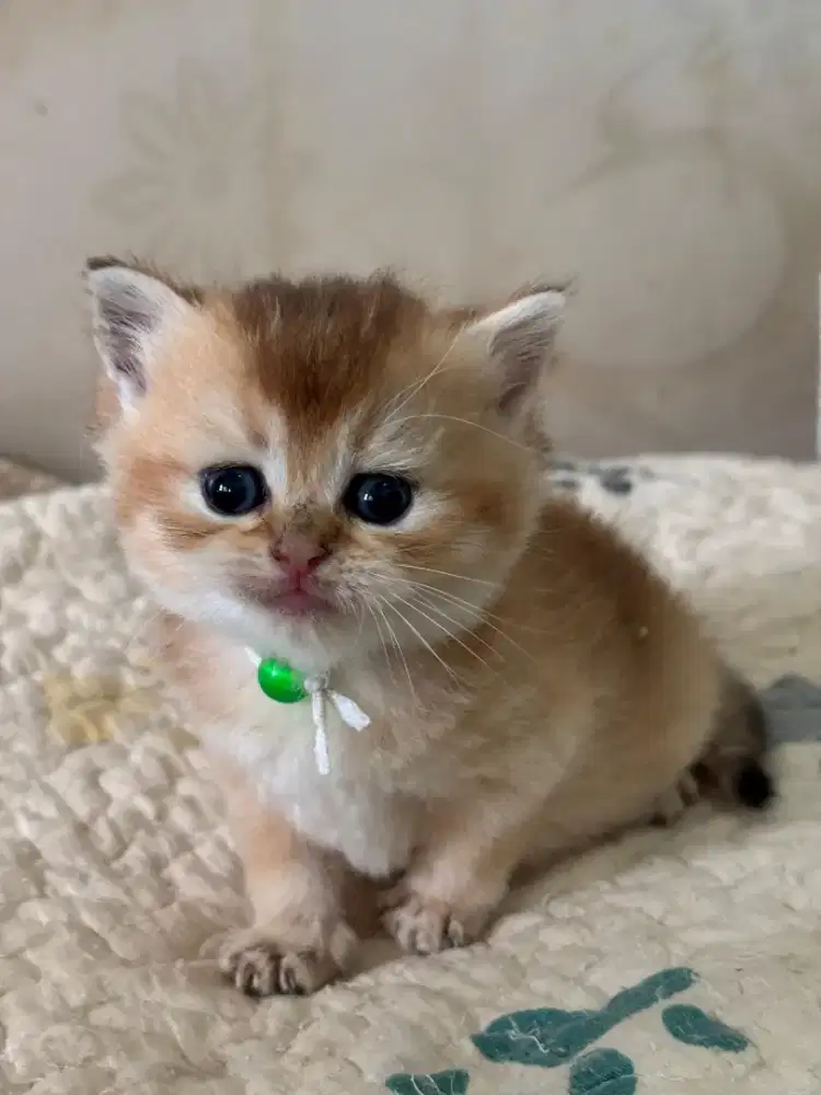 Kucing british shorthair golden ny 11 kitten bsh