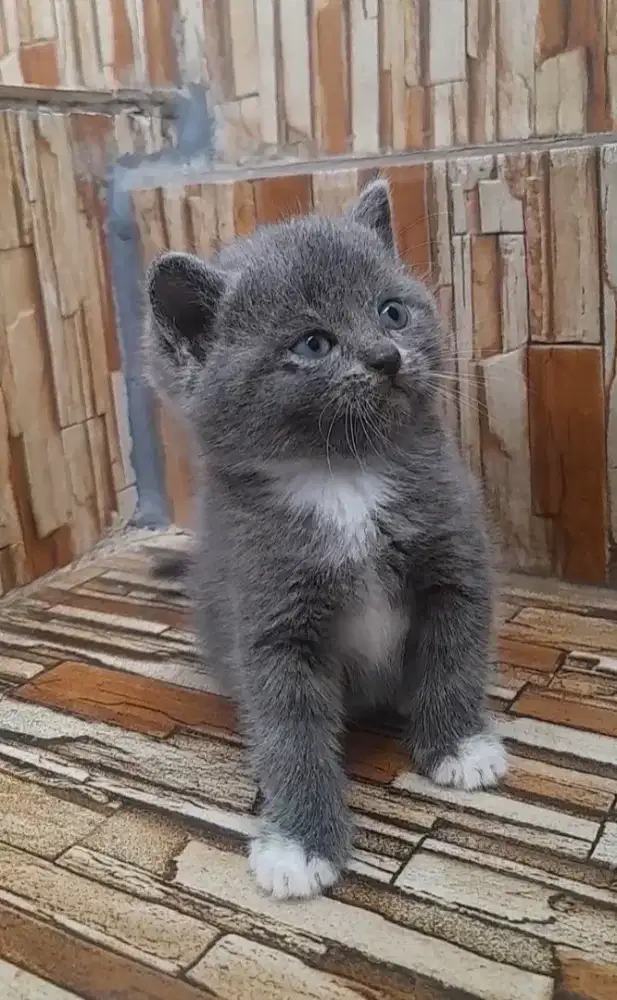 British shorthair Betina