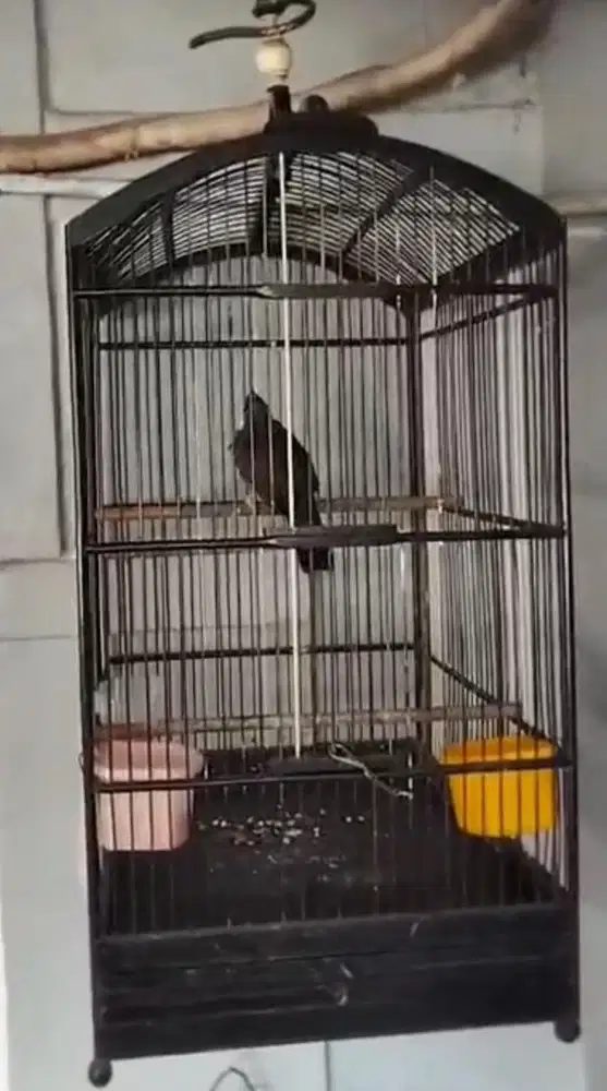 Burung Poksay Hongkong