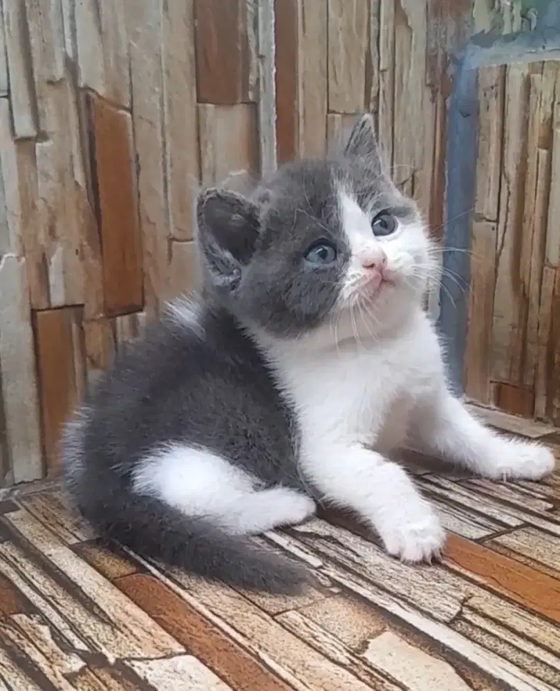 British Shorthair jantan