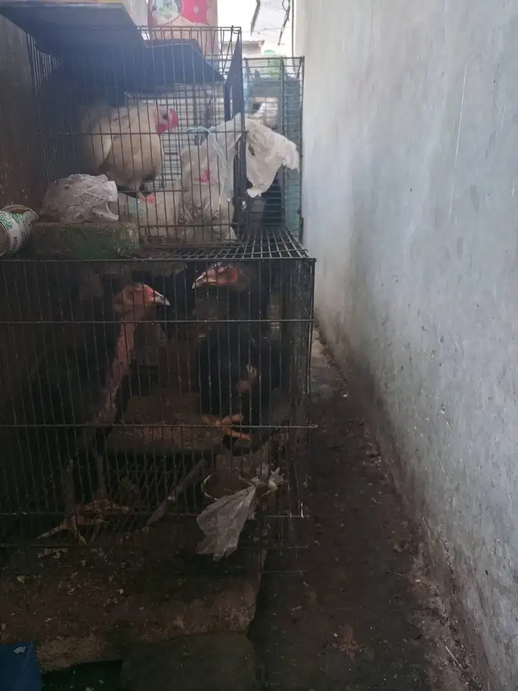 Jual Ayam  Bangkok cewek 65rb nego