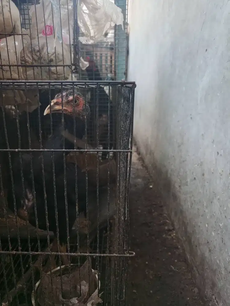 Jual Ayam  Bangkok cewek 65rb Kate jago nego