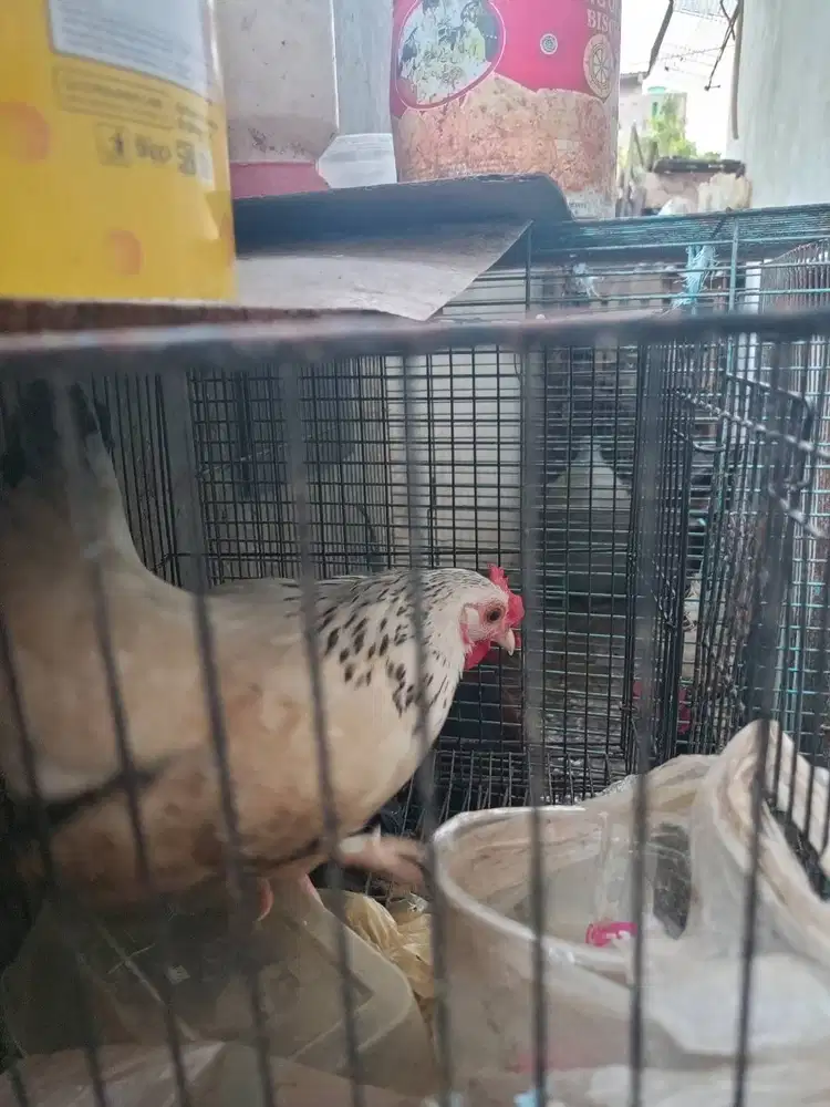 Jual Ayam jago kate 65rb nego