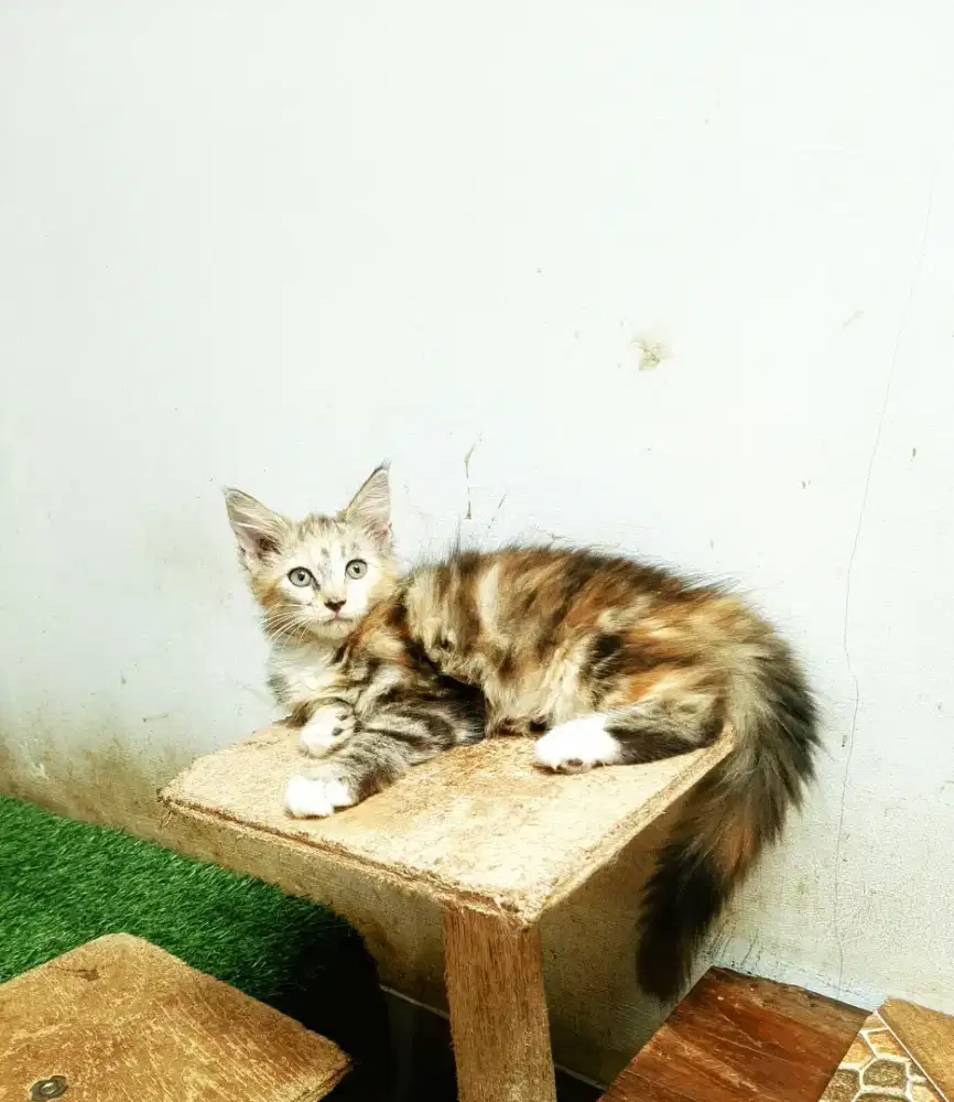 Kitten maineCoon Betina Pure No mix