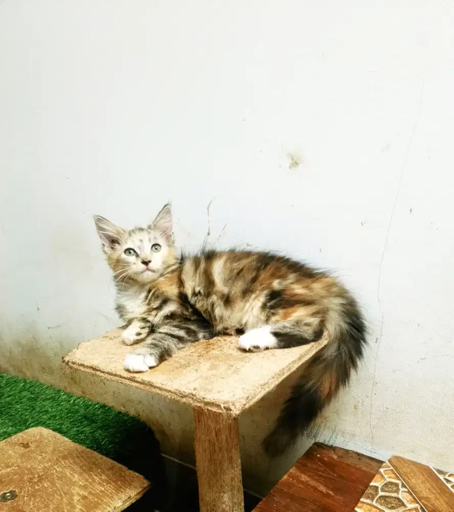 Kitten MaineCoon Betina Pure no mix