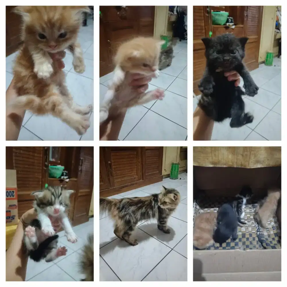 Kucing scottish fold borongan bawa 4 anak di kawin bsh cinnamon