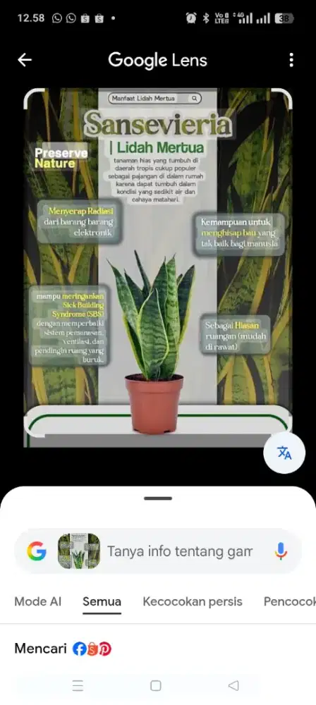 Lidah Mertua (Sansevieria)
