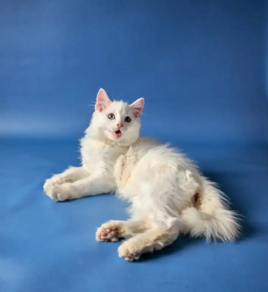 anak kucing persia