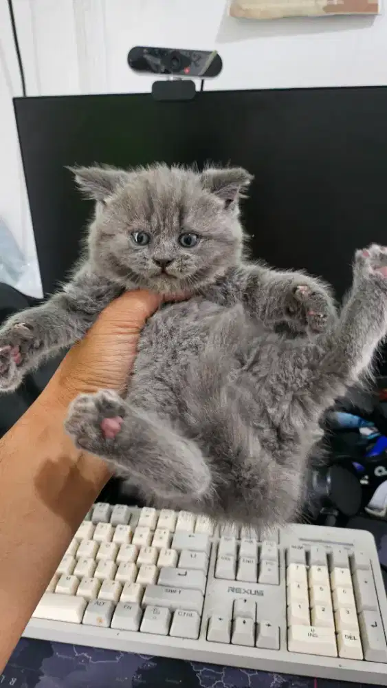 British shorthair kitten betina