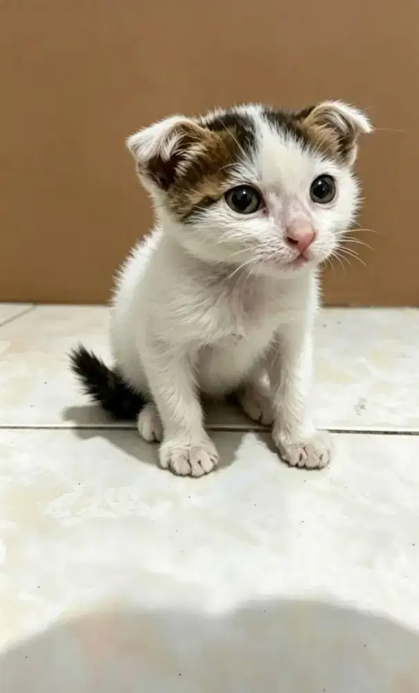 Scotish jantan. yang minat bisa inbox