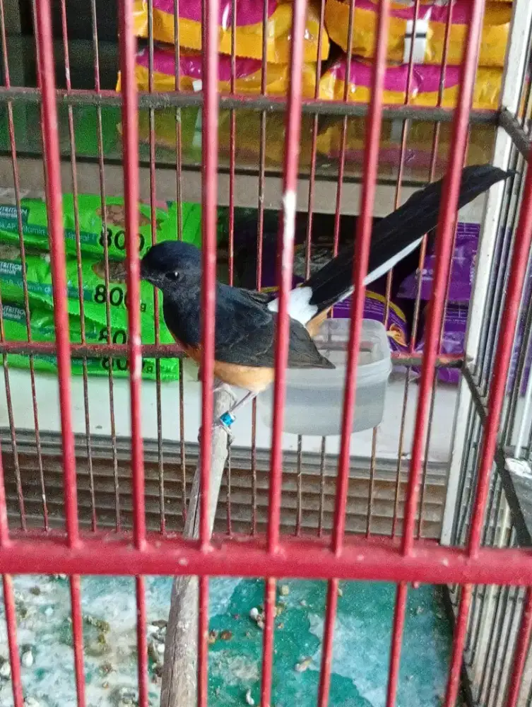 Burung murai cewean super ekor 16