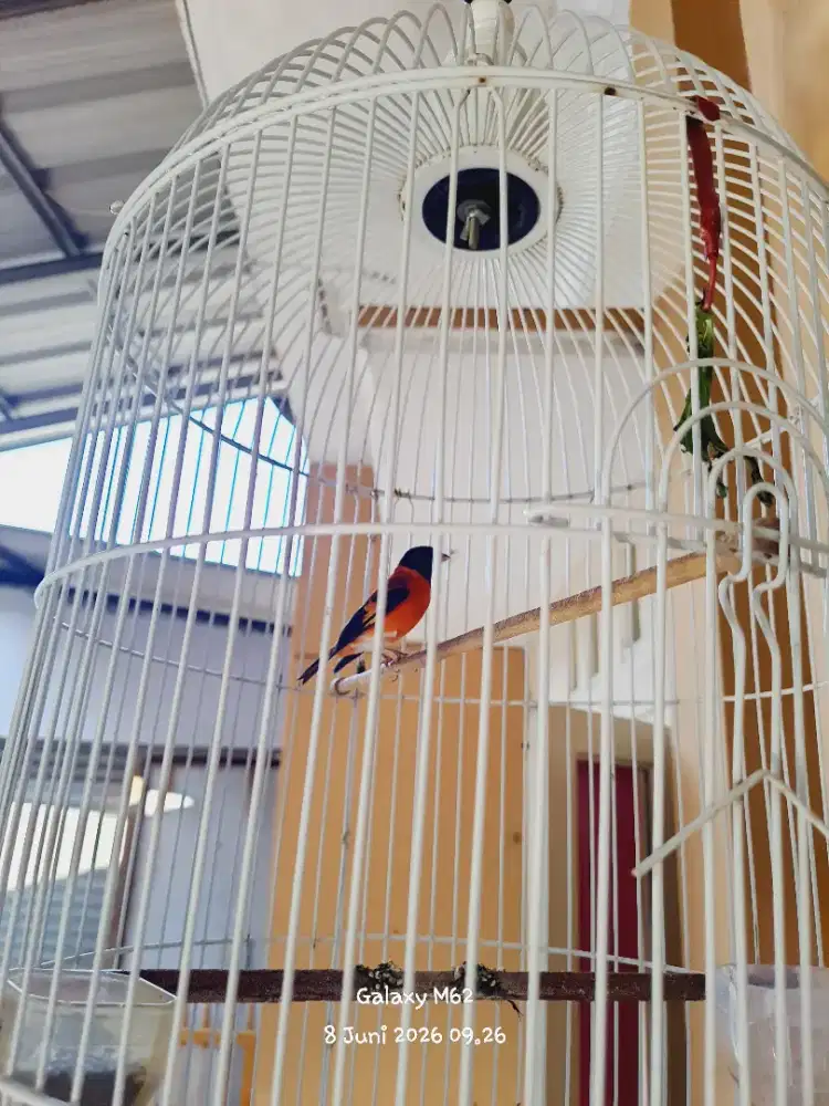 Red siskin jantan gacor