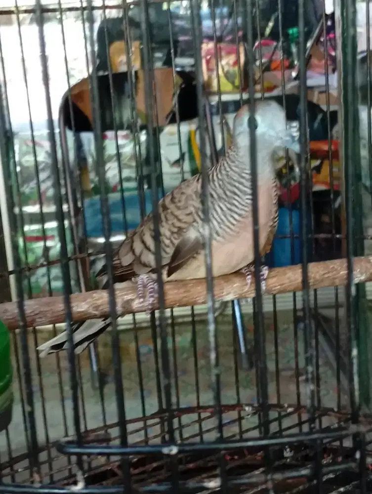 Burung perkutut bangkok rajin bunyi
