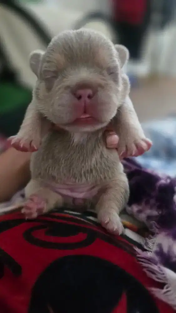 French bulldog frenchie new shade isabella tan