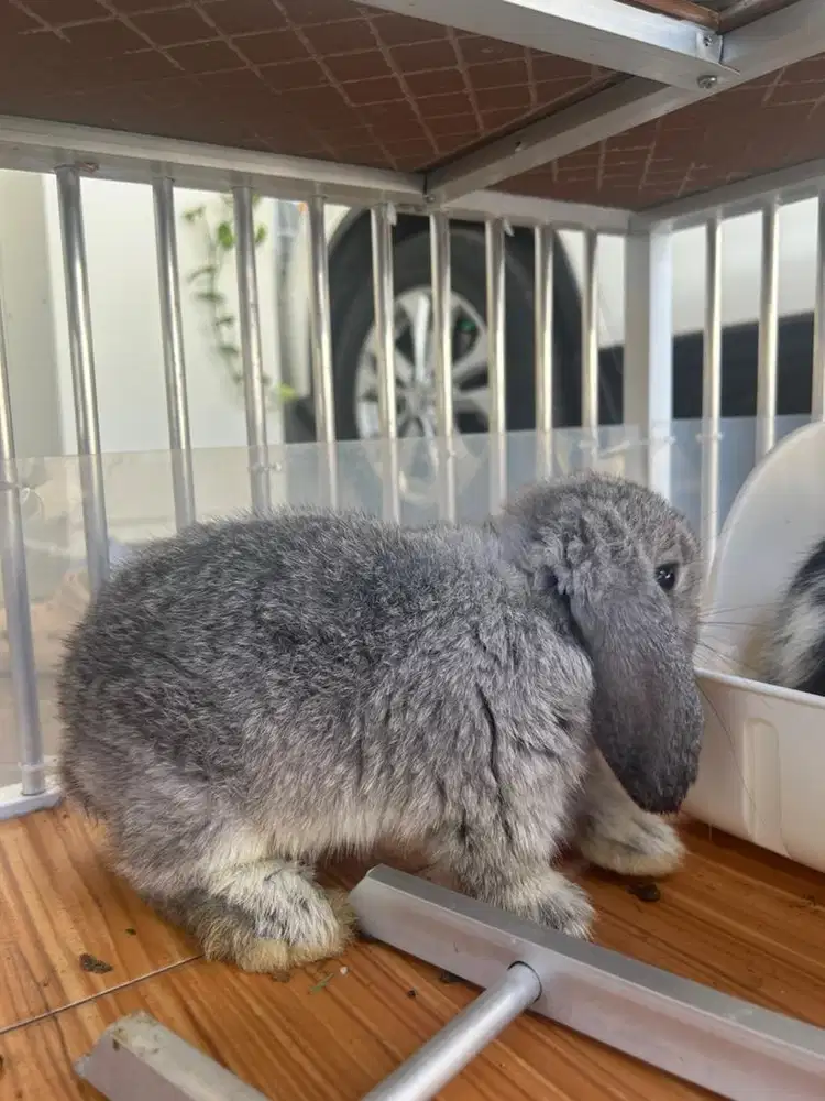Kelinci Holland Lop Jantan 2 Bulan