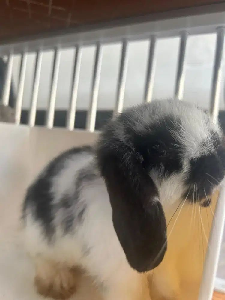 Kelinci Holland Lop Jantan