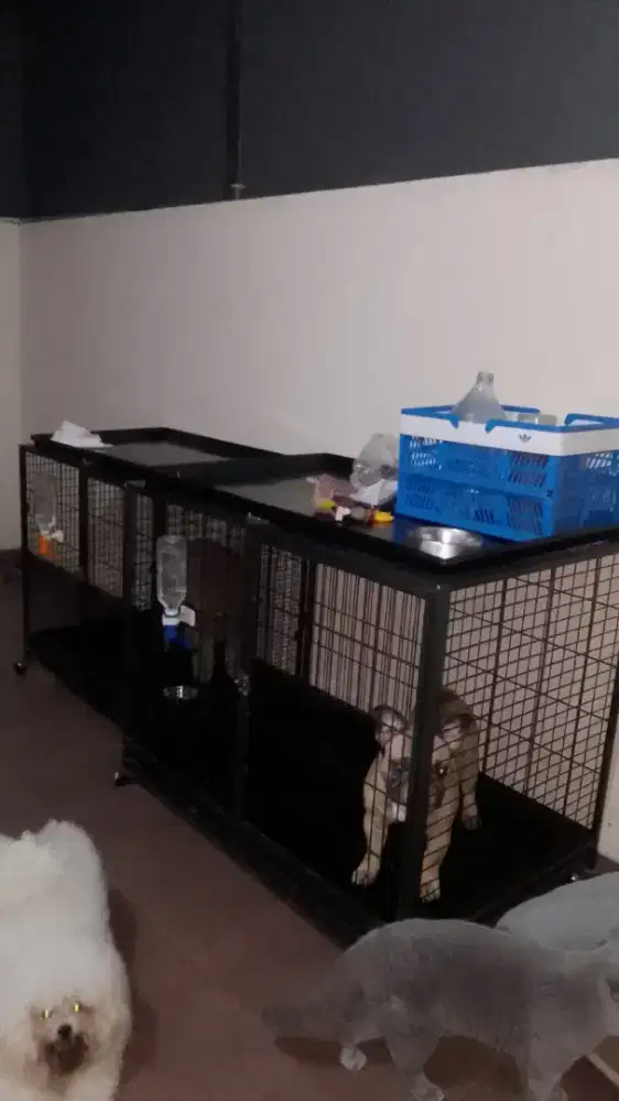 Kandang bekas anjing