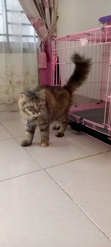 Kucing persia indukan