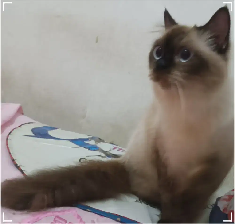 Kucing Himallaya Seal Point
