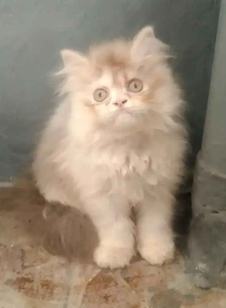 Kitten Persia flatnose Borongin aja semua tiga ekor