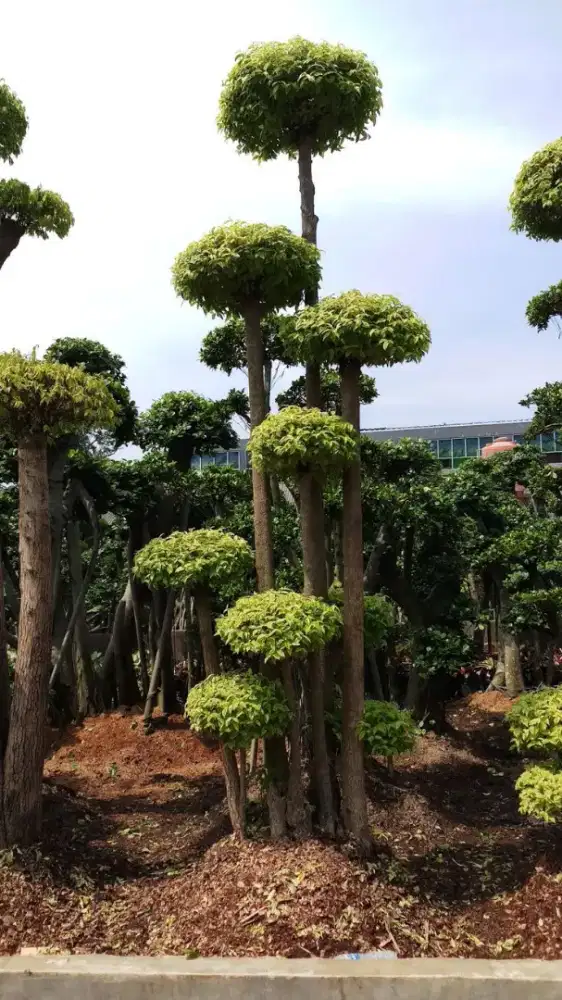 Pohon bonsai anting putri bonsai cemara bonsai beringin korea dll