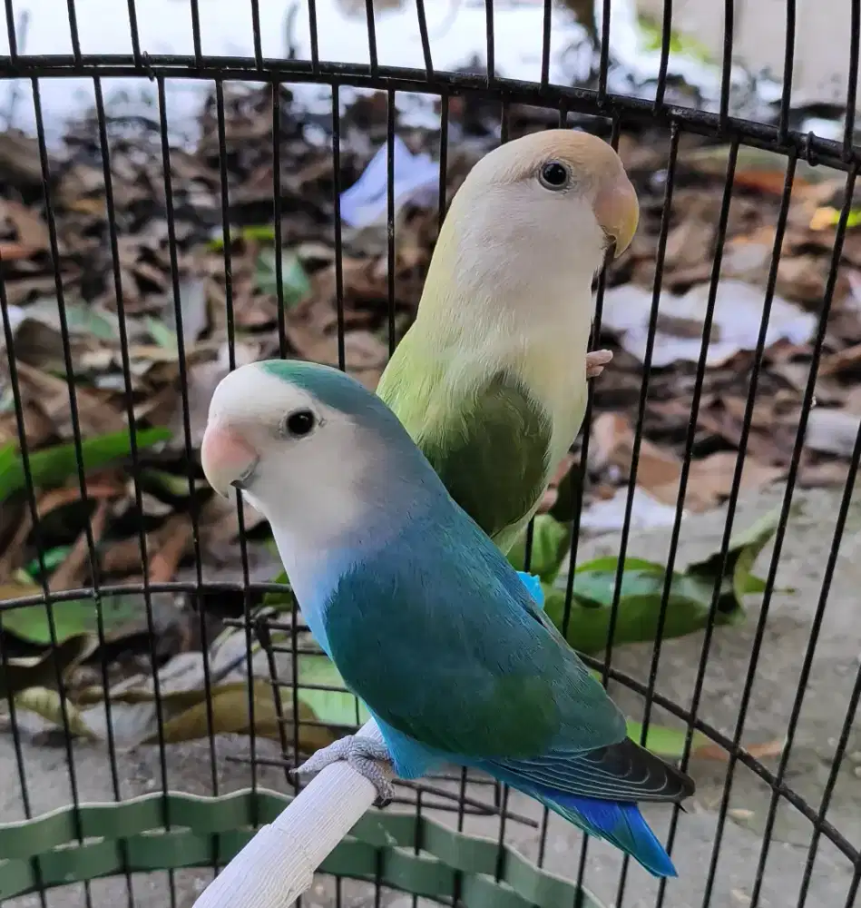 Burung Lovebird Nonklep Sepasang