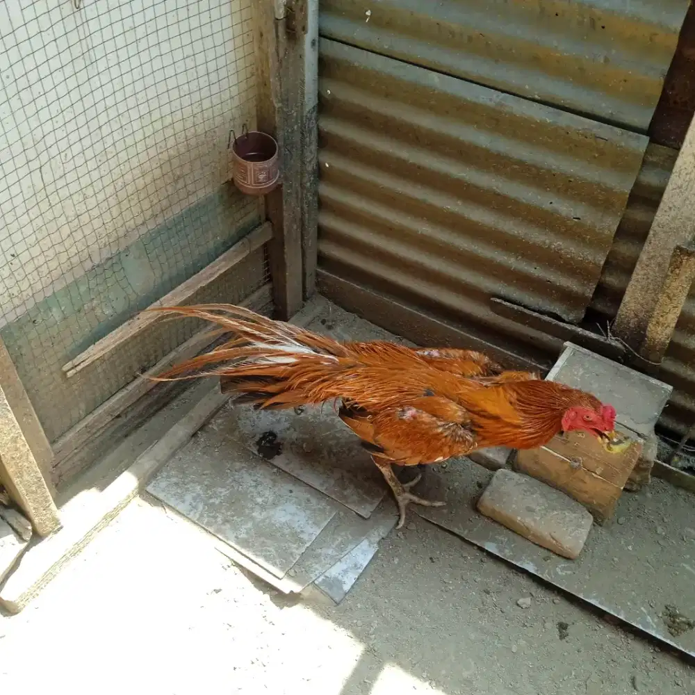 Ayam Ekor lidi semprang