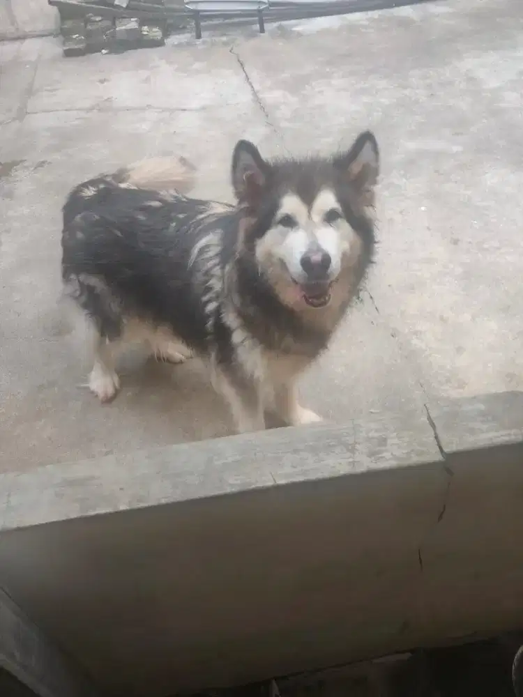Alaskan malamute betina