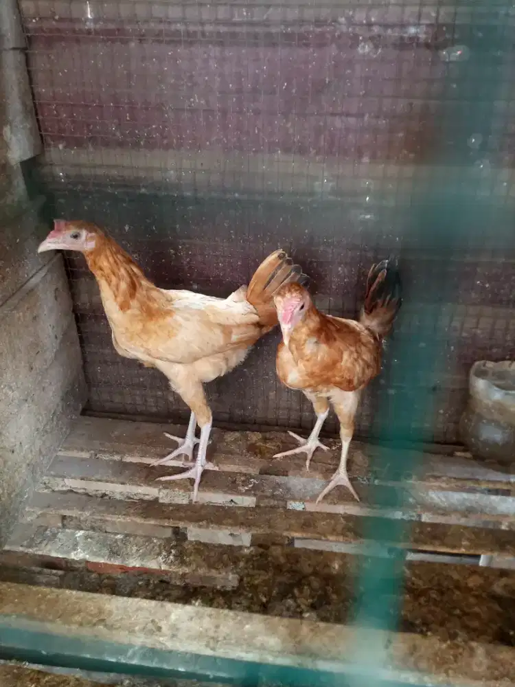 Ayam elba jantan
