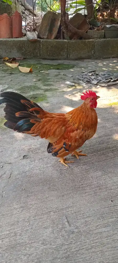Ayam kate jantan