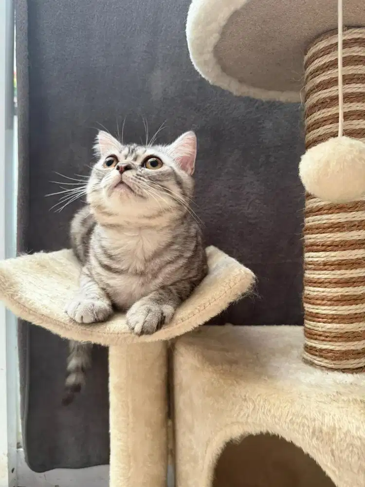 British short tabby colour