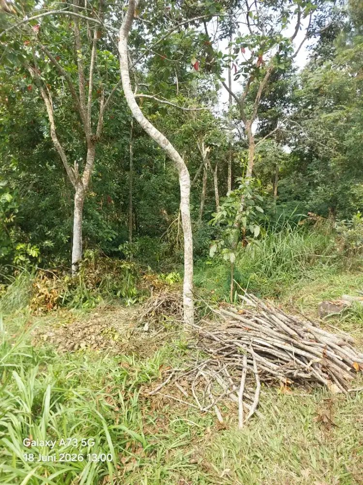 Tanah kebun murah banget di getasan