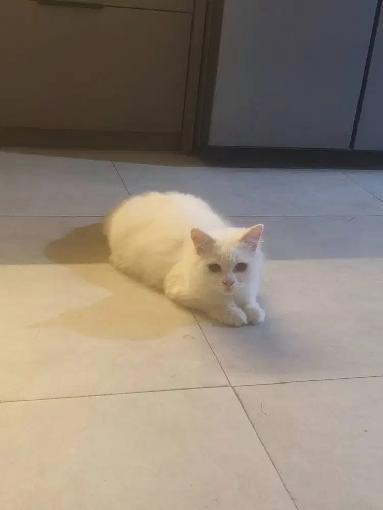 Lepas adopt sepasang kucing persia medium usia -+7 bln