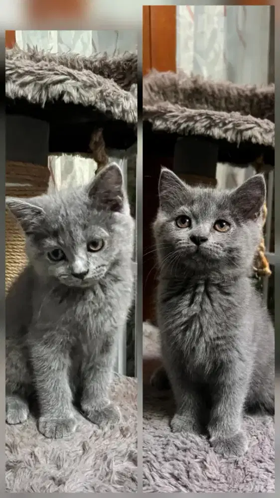 Kucing BSH Kitten British Shorthair