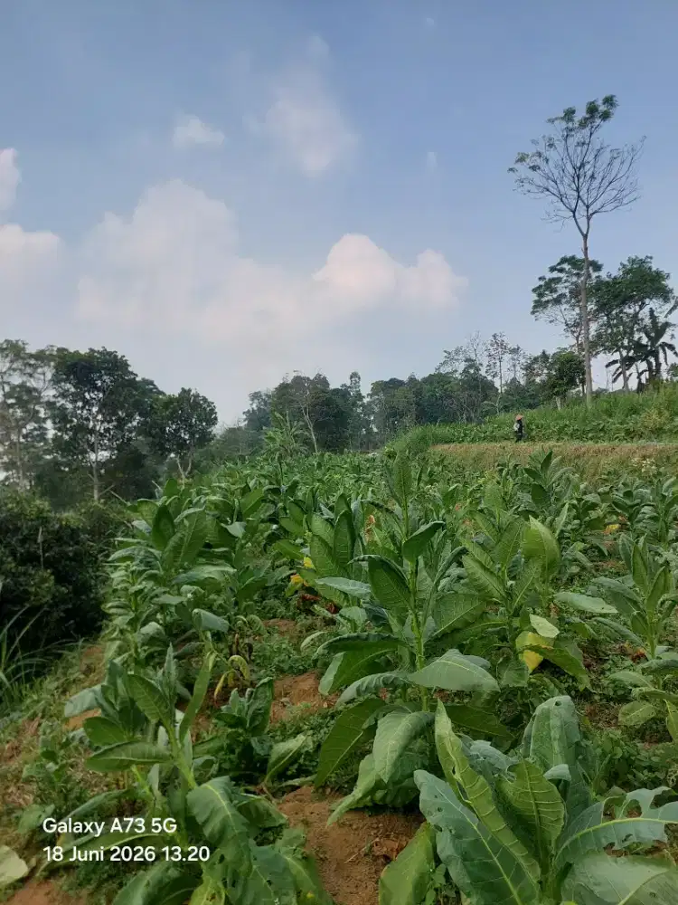 Tanah pertanian di getasan